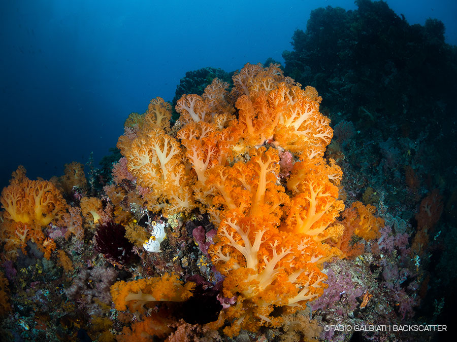 ©Fabio Galbiati - Coral Eye Marine Outpost