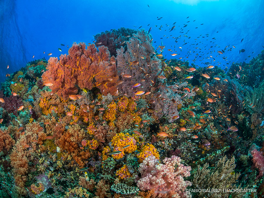 ©Fabio Galbiati - Coral Eye Marine Outpost