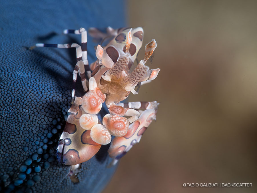 ©Fabio Galbiati - Coral Eye Marine Outpost