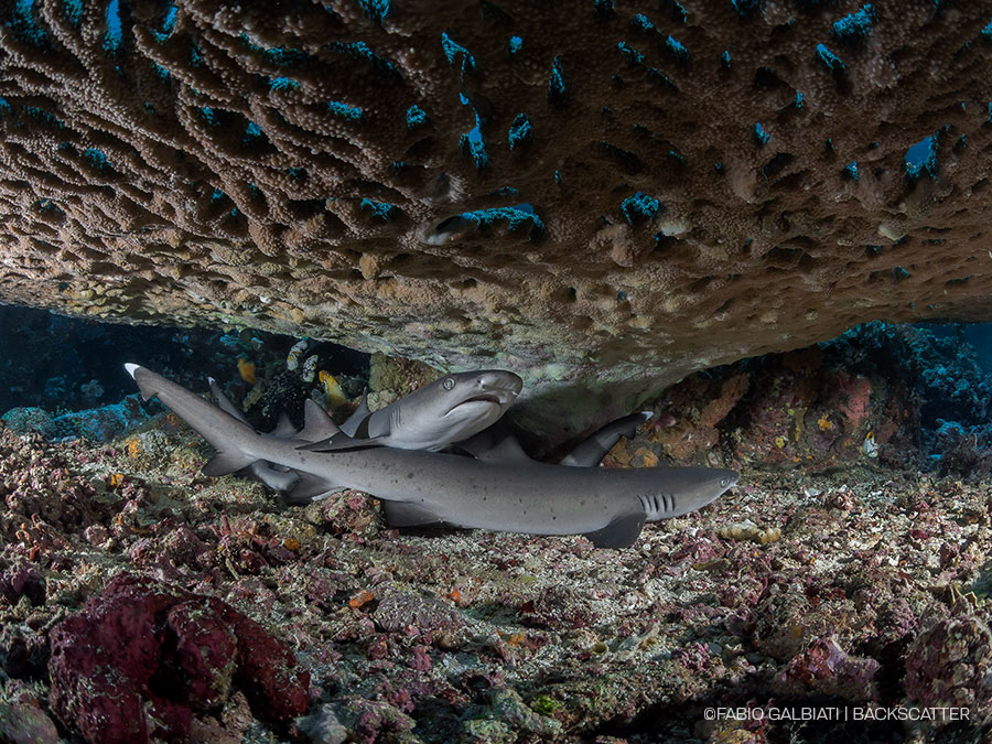 ©Fabio Galbiati - Coral Eye Marine Outpost