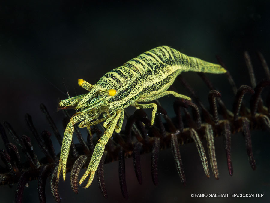 ©Fabio Galbiati - Coral Eye Marine Outpost