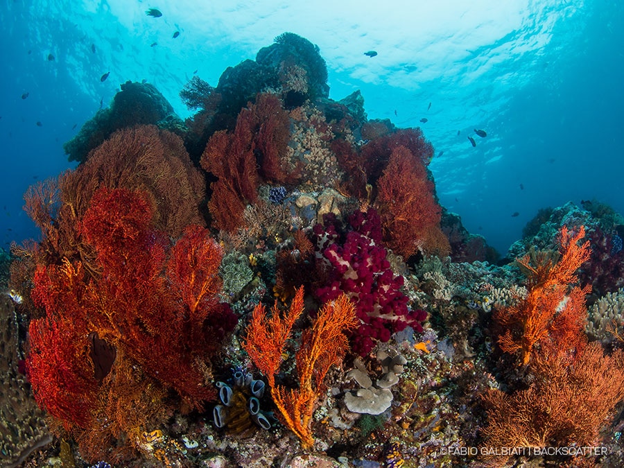 ©Fabio Galbiati - Coral Eye Marine Outpost