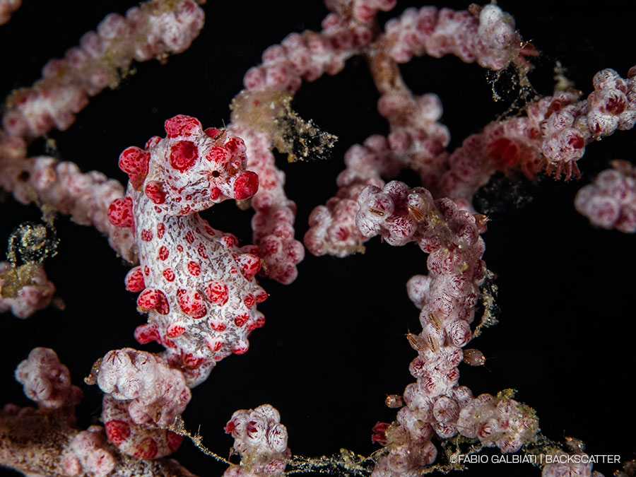 ©Fabio Galbiati - Coral Eye Marine Outpost