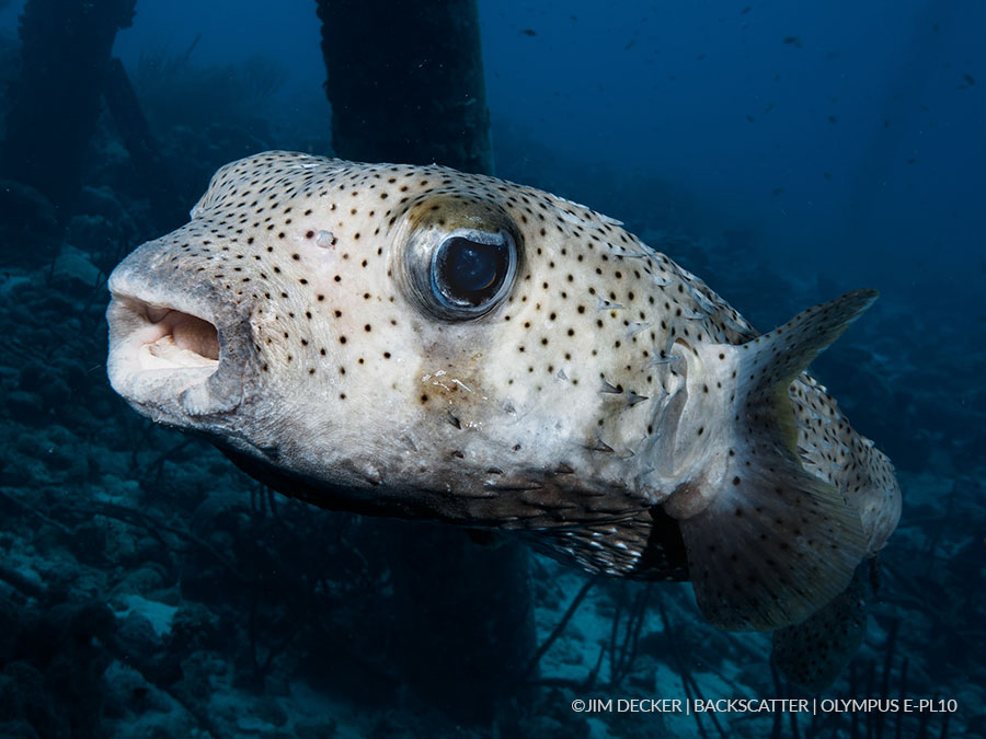 olympus epl 10 underwater