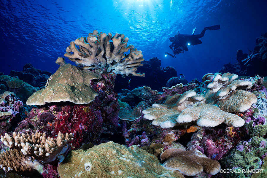 Iron Bottom Sound - Solomon Islands