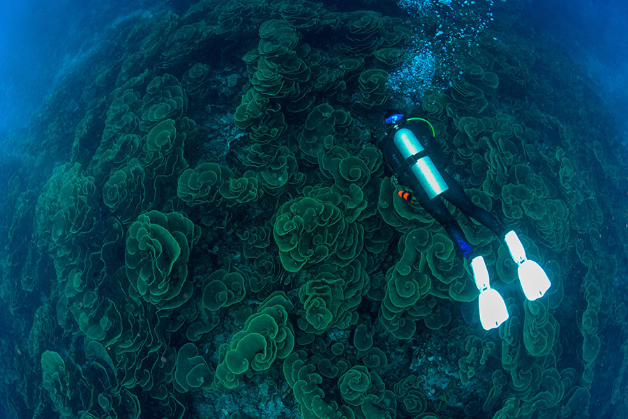 Underwater Photography Workshop - Paradise Taveuni - Fiji