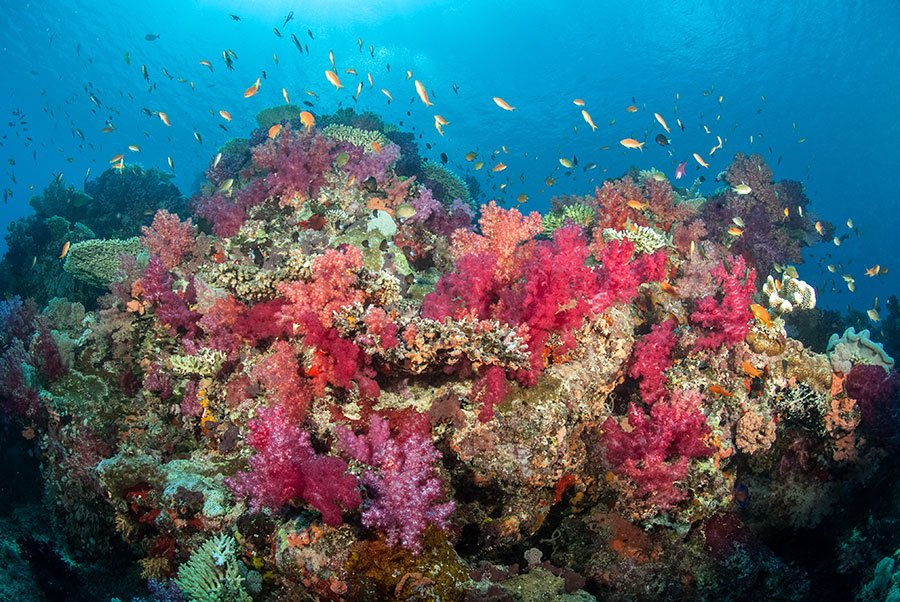 Underwater Photography Workshop - Paradise Taveuni - Fiji