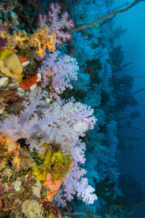 Underwater Photography Workshop - Paradise Taveuni - Fiji