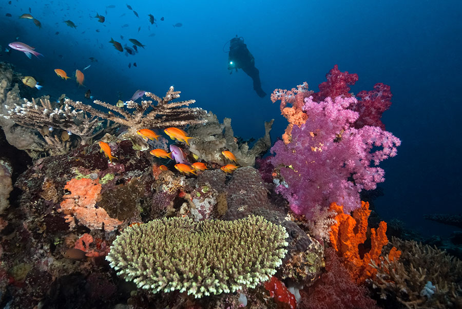 Underwater Photography Workshop - Paradise Taveuni - Fiji