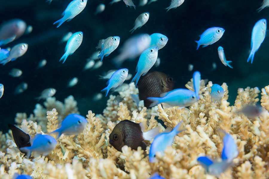 Underwater Photography Workshop - Paradise Taveuni - Fiji