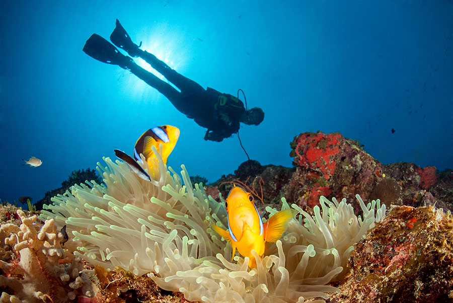 Underwater Photography Workshop - Paradise Taveuni - Fiji