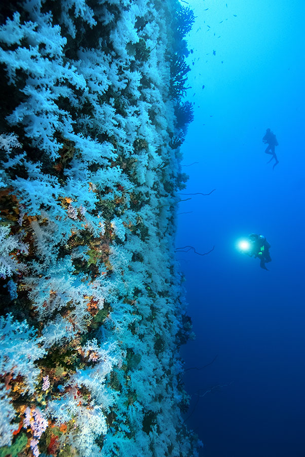 Underwater Photography Workshop - Paradise Taveuni - Fiji