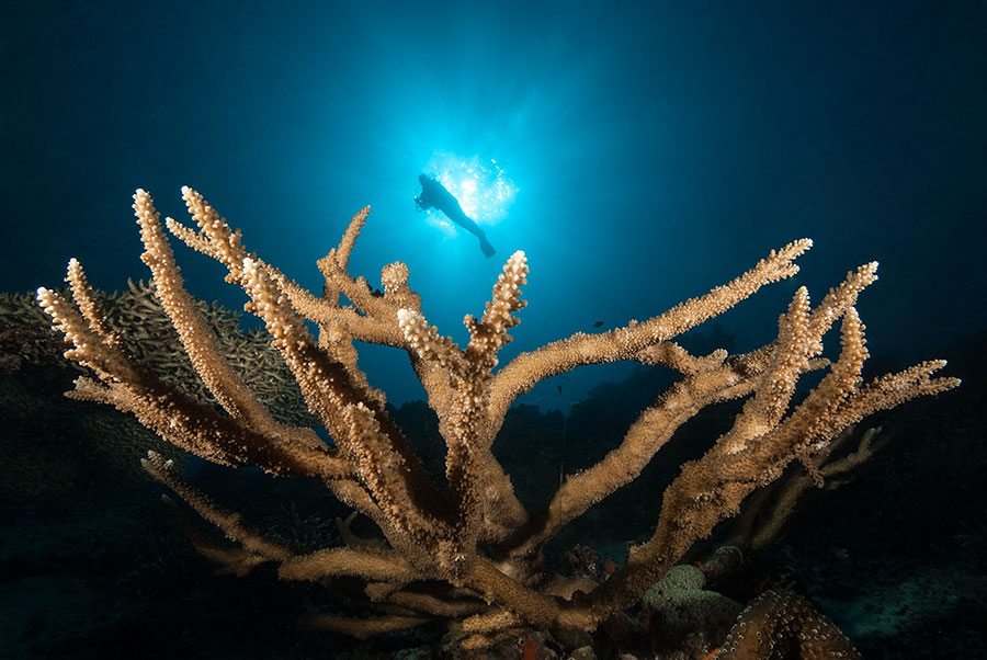 Underwater Photography Workshop - Paradise Taveuni - Fiji