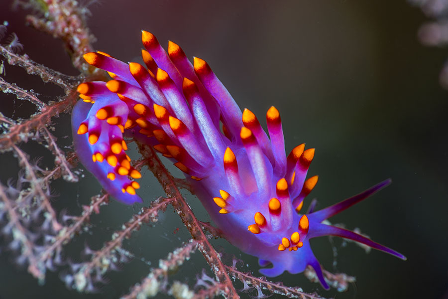 Underwater Photography Workshop - Paradise Taveuni - Fiji