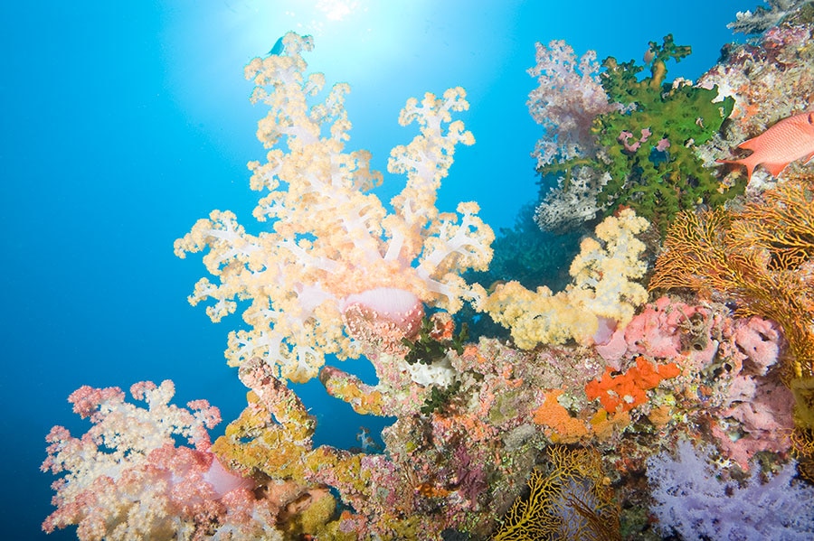 Underwater Photography Workshop - Paradise Taveuni - Fiji