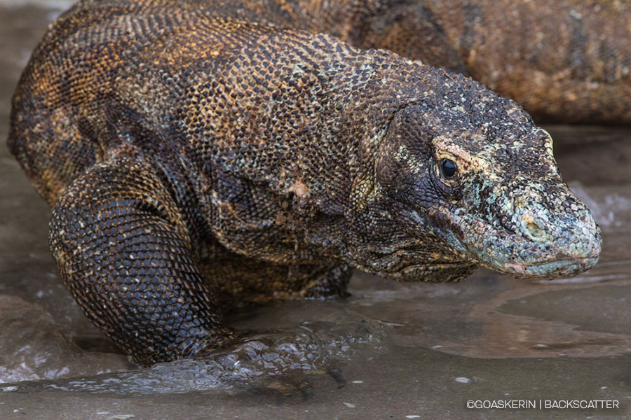 Sulawesi-Gorontalo-Wakatobi-Komodo, Indonesia - Pindito April 7-23, 2025