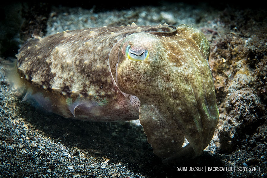 Sony a7R III Underwater Camera Review - Underwater Photography - Backscatter