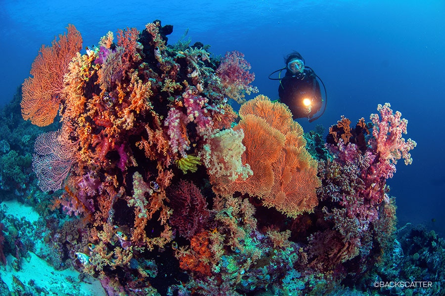 ©Backscatter - Wakatobi Photo Trip - Diver brilliant coral head