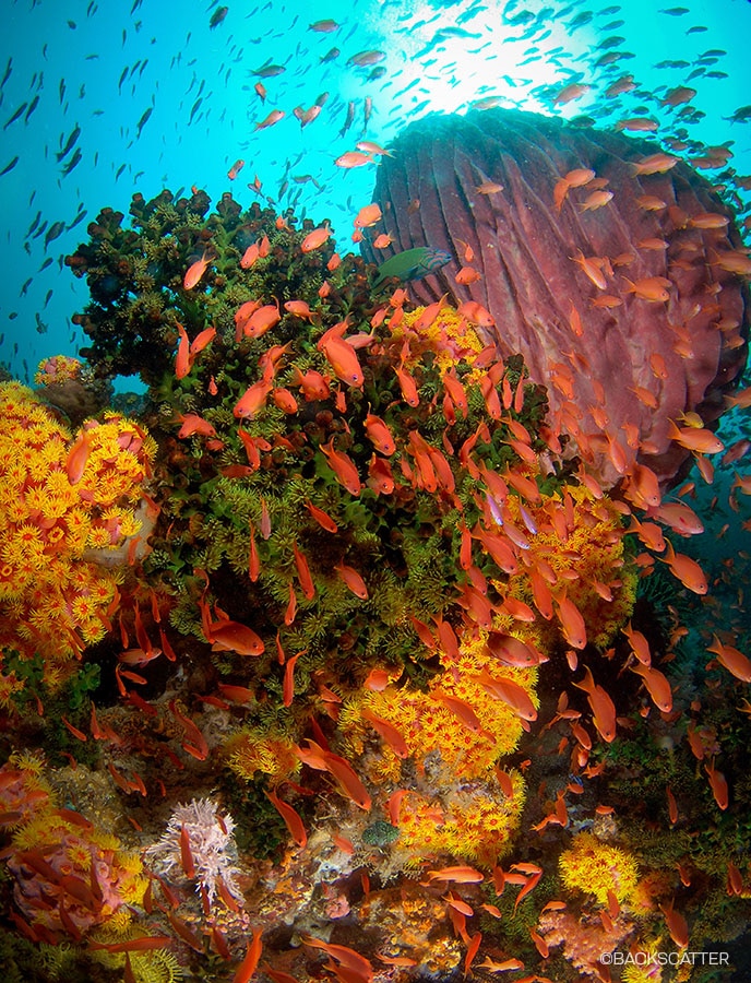 ©Backscatter - Wakatobi Photo Trip - Fish Reef