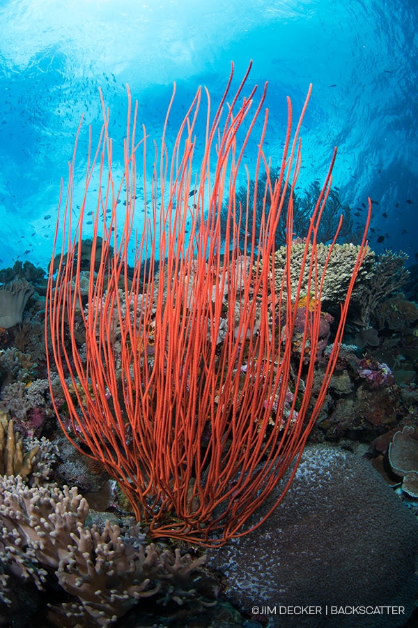 ©Jim Decker - Wakatobi Photo Trip - Whip Coral