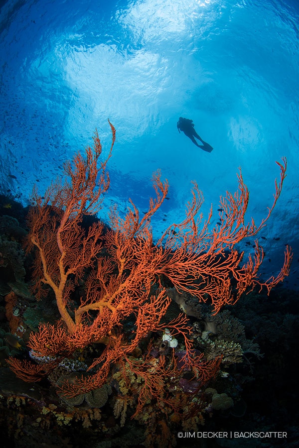 ©Jim Decker - Wakatobi Photo Trip - Reef & Diver