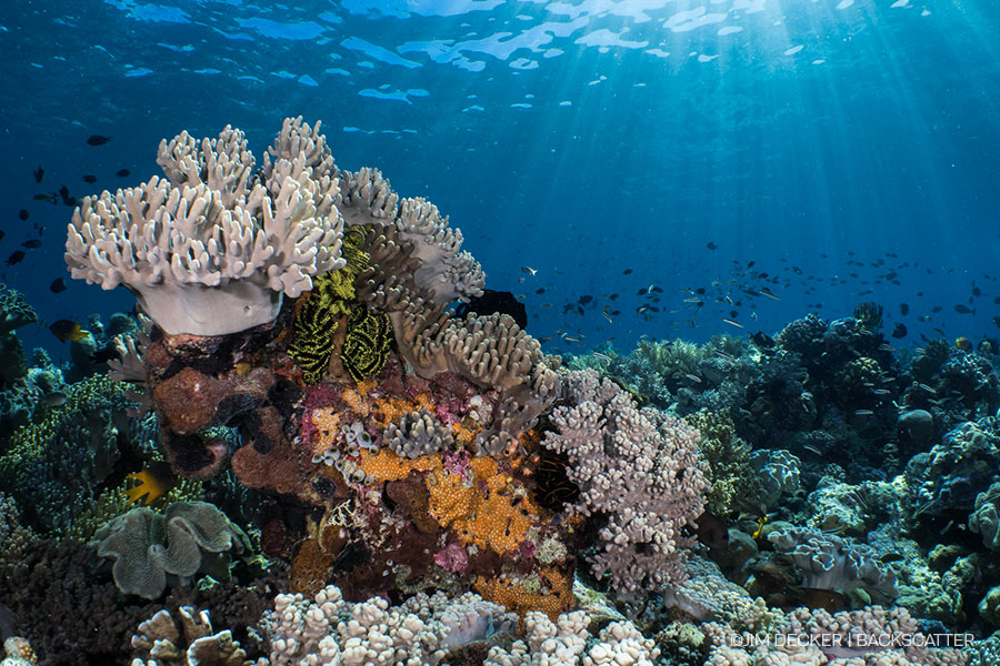 ©Jim Decker - Wakatobi Photo Trip - Wide Reef Scape