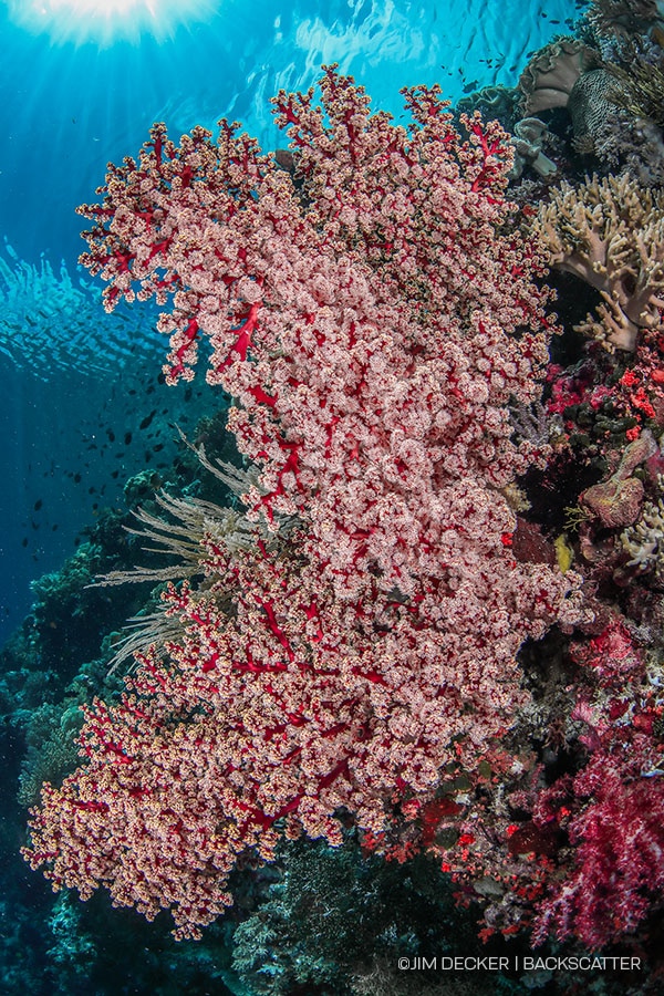 ©Jim Decker - Wakatobi Photo Trip - Soft Coral