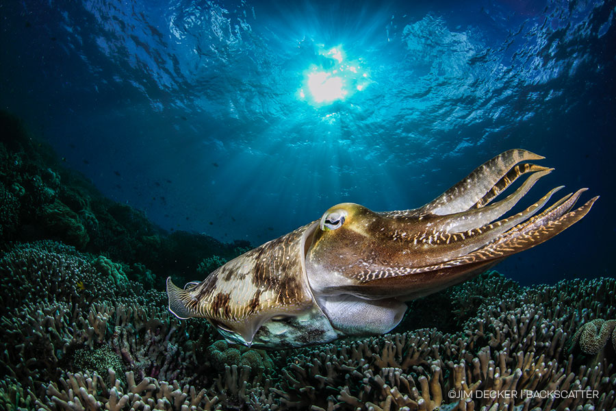 ©Jim Decker - Wakatobi Photo Trip - Cuttlefish