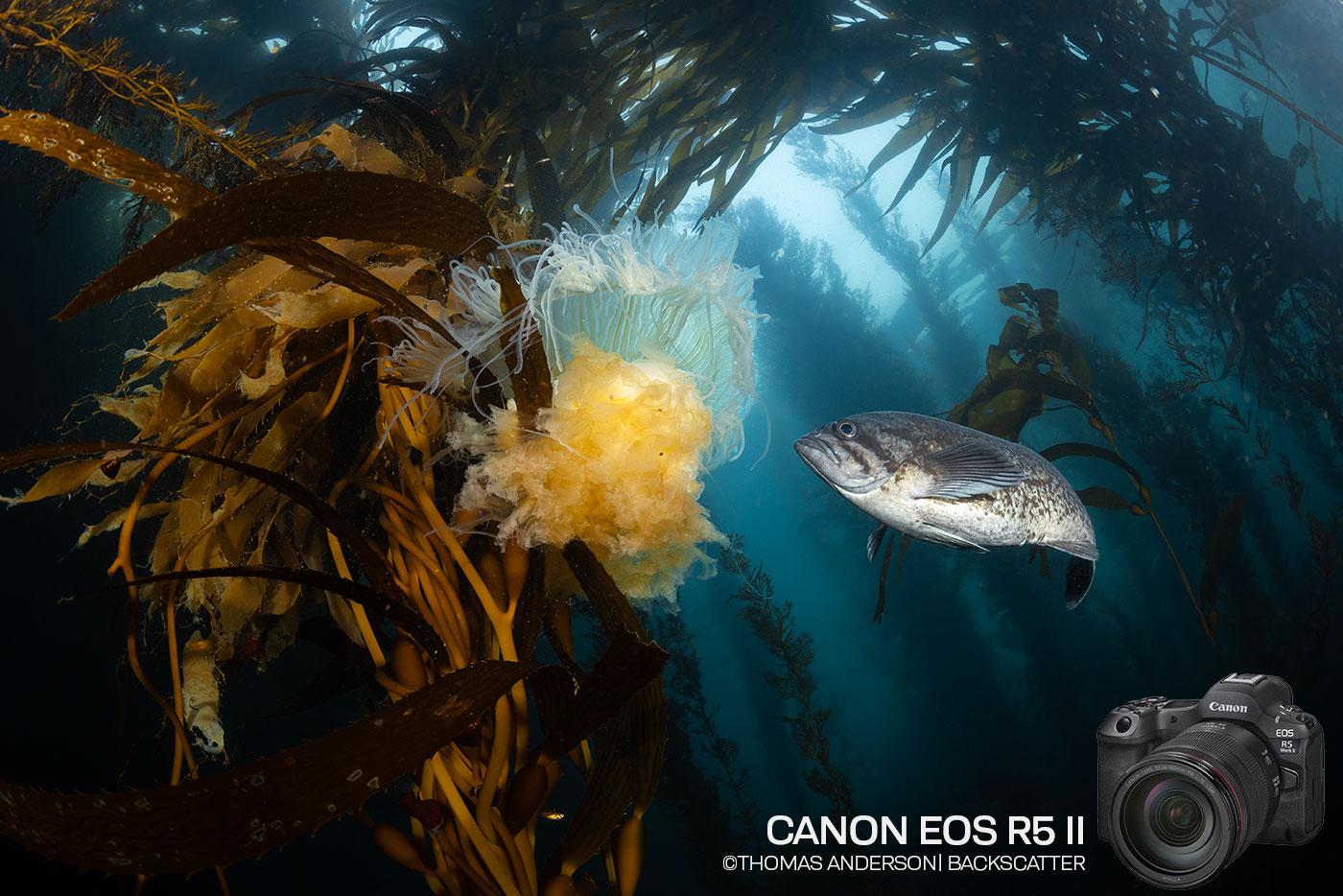 Canon EOS R5 II Mirrorless Camera & Underwater Housing First Look