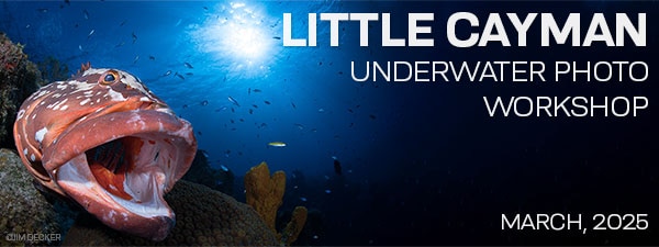 Underwater Photography Workshop - Little Cayman Beach Resort - March 1-8 & 8-15, 2025