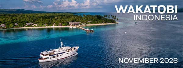 Wakatobi Dive Resort, Indonesia - Nov. 16-27, 2026